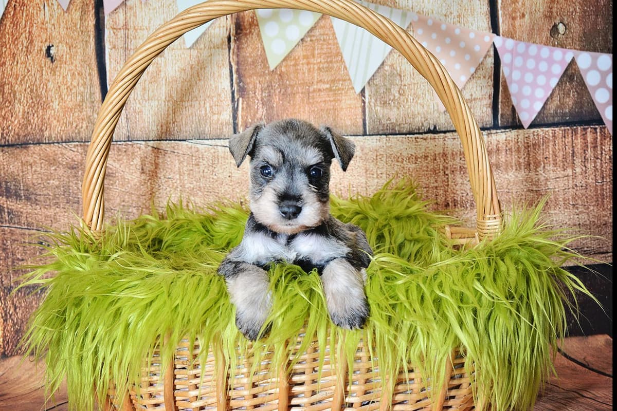 Miniature Schnauzer Puppies breeder image 4