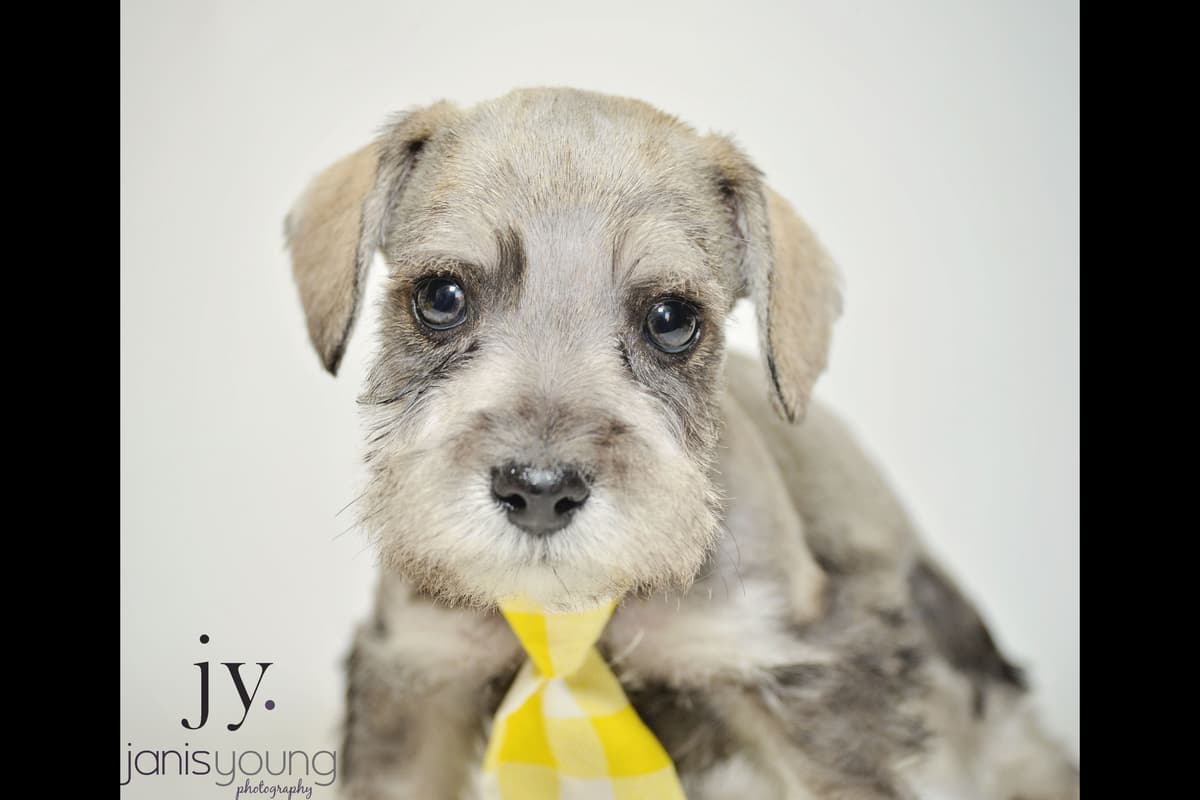 Miniature Schnauzer Puppies breeder image 3