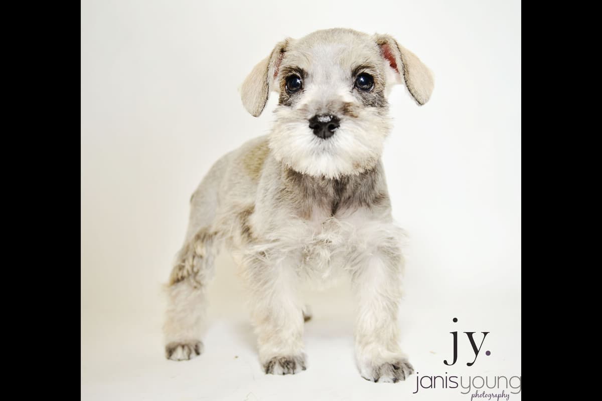 Miniature Schnauzer Puppies breeder image 2