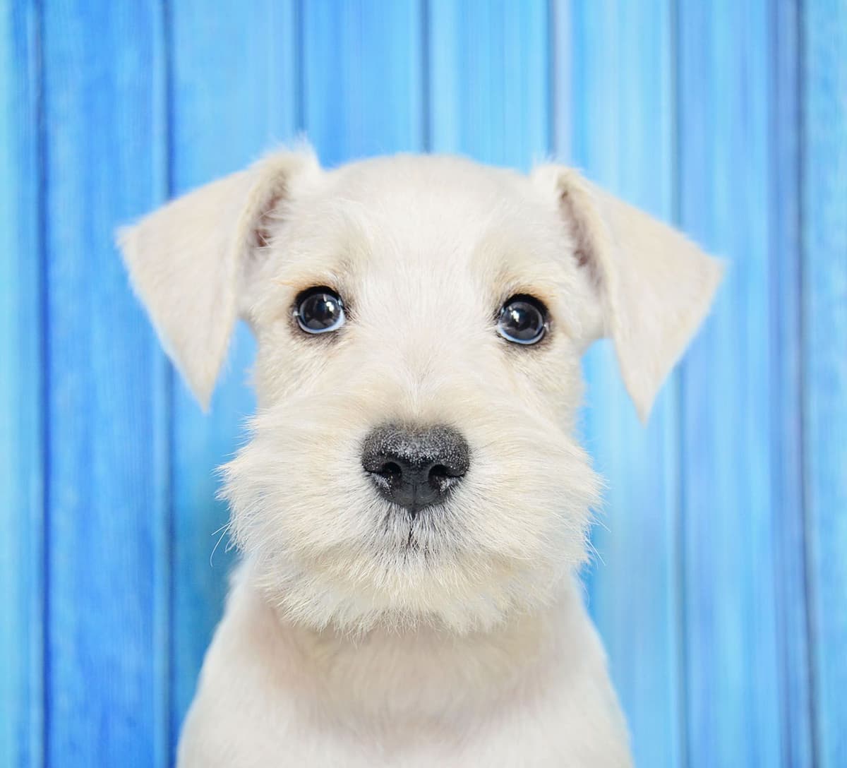 Miniature Schnauzer Puppies breeder image 6