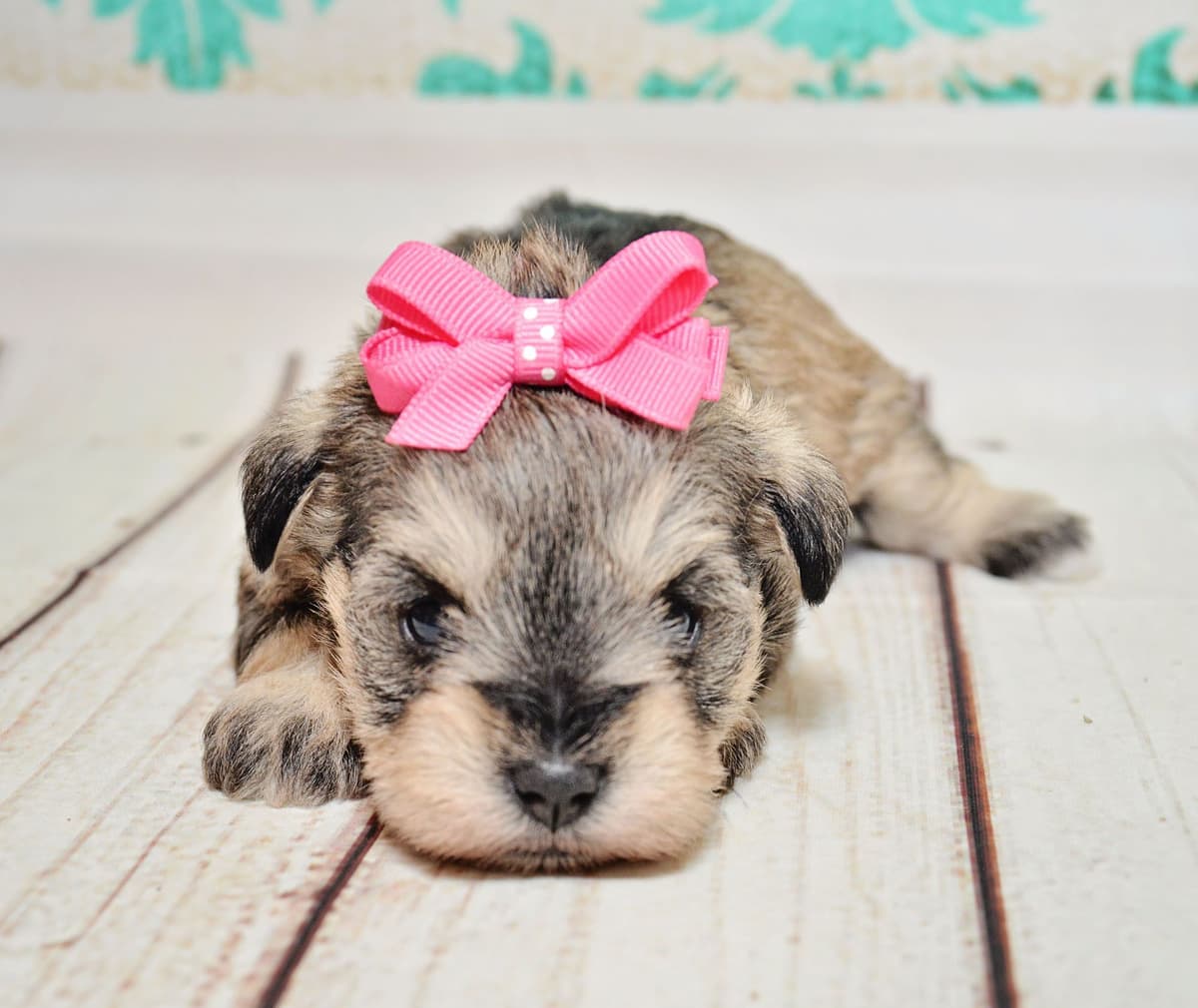 Miniature Schnauzer Puppies breeder image 9