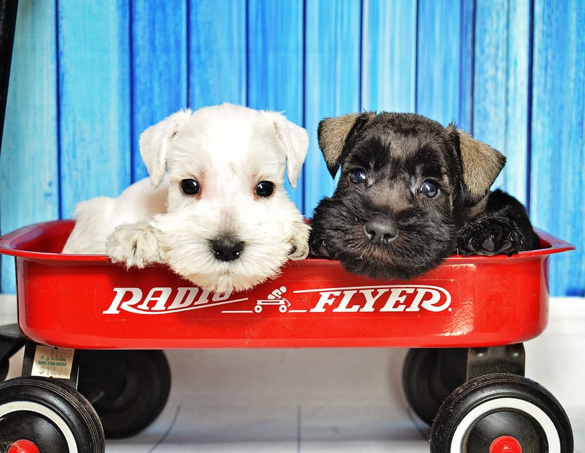Miniature Schnauzer Puppies breeder image 10