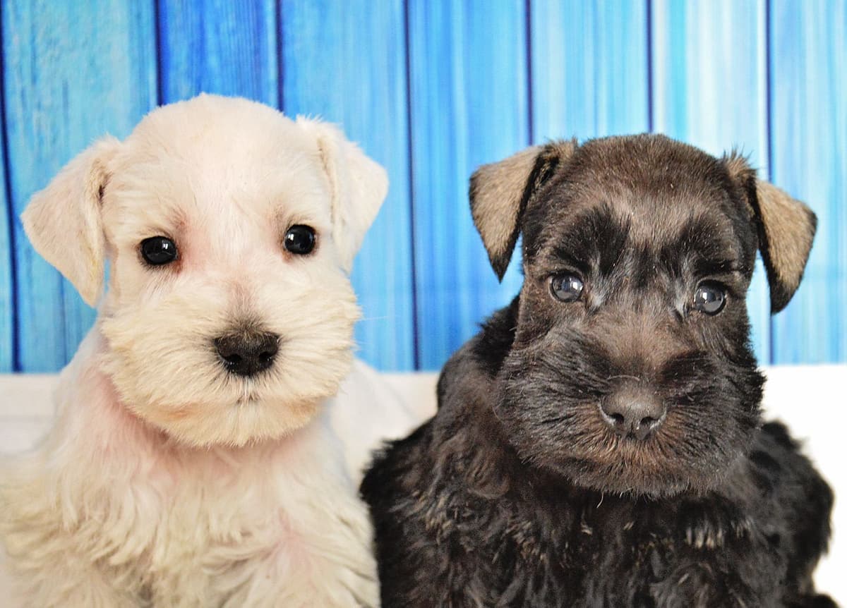 Miniature Schnauzer Puppies breeder image 11