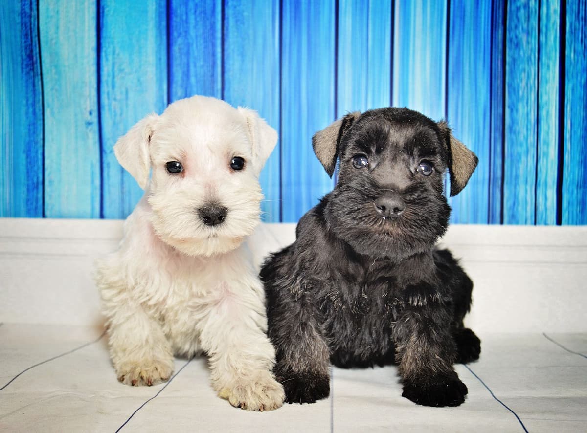 Miniature Schnauzer Puppies breeder image 12
