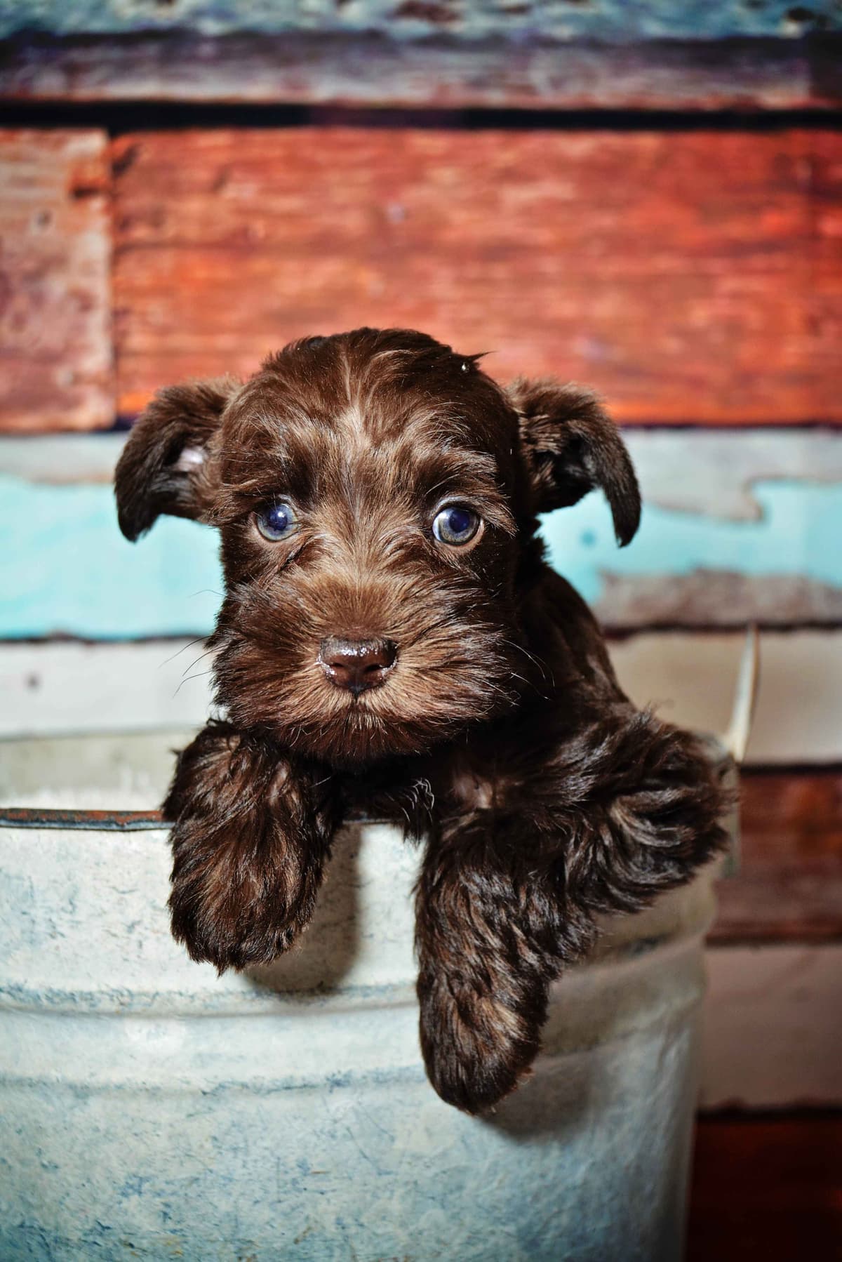 Miniature Schnauzer Puppies breeder image 13