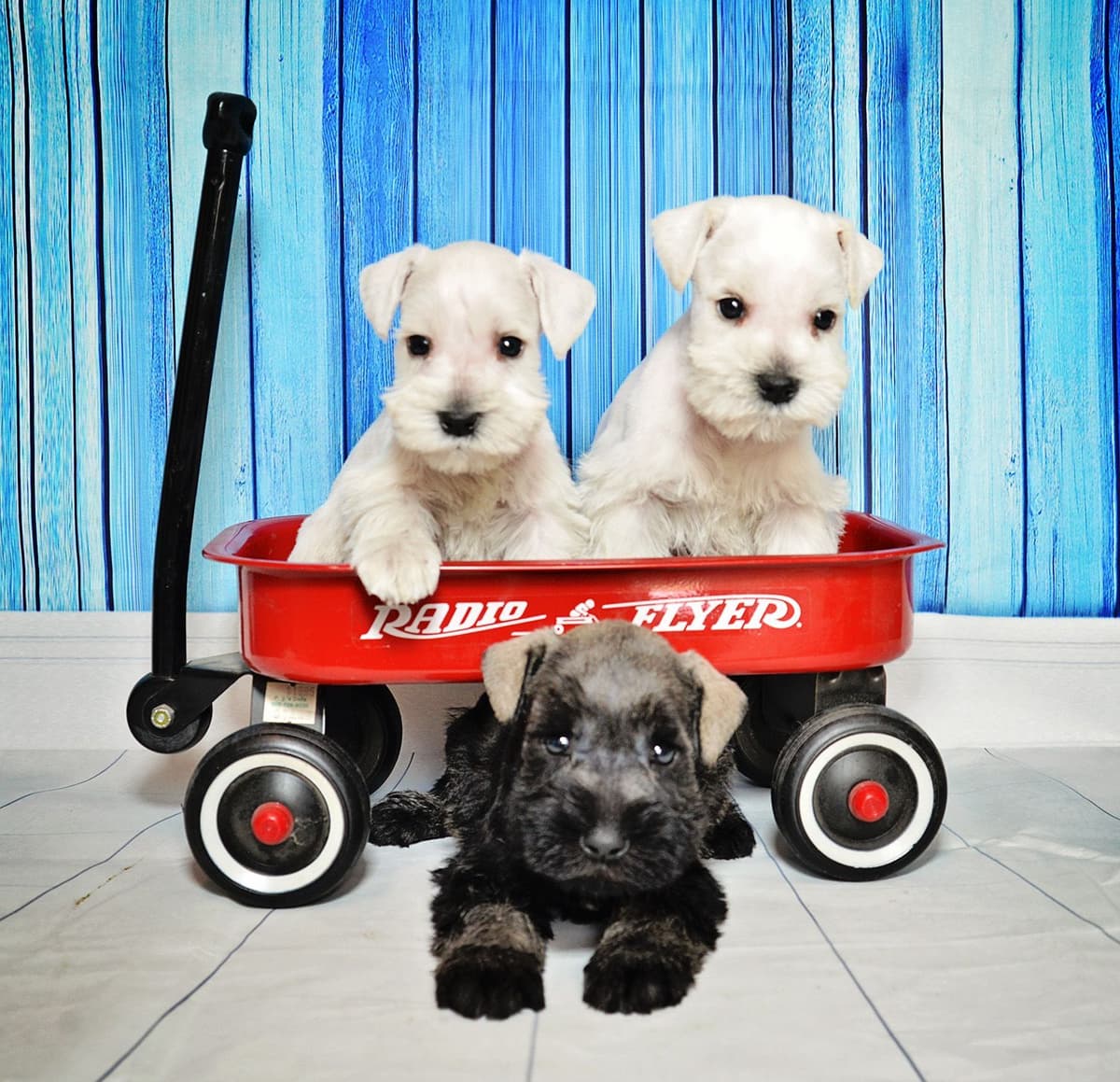 Miniature Schnauzer Puppies breeder image 15