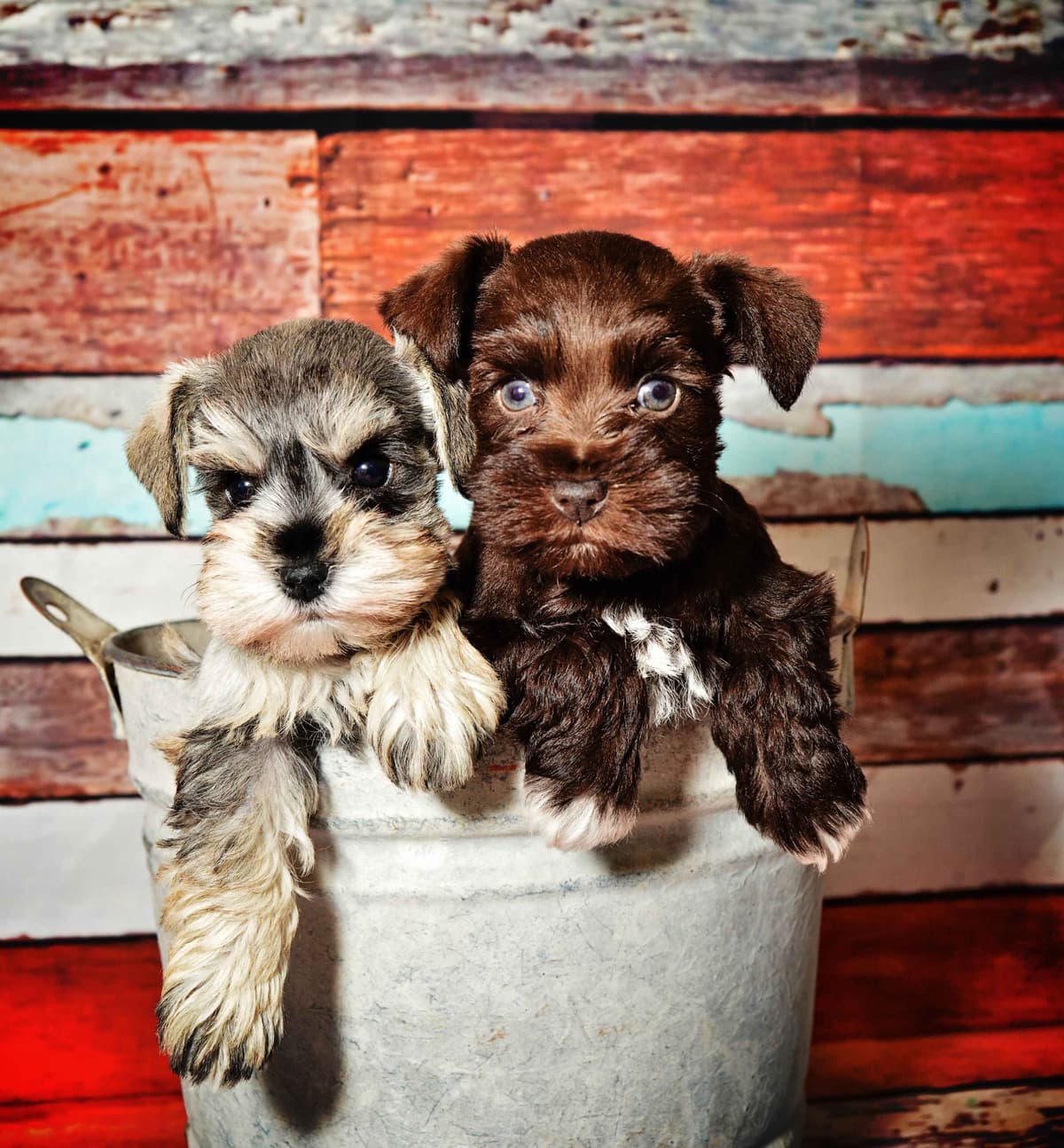 Miniature Schnauzer Puppies breeder image 16