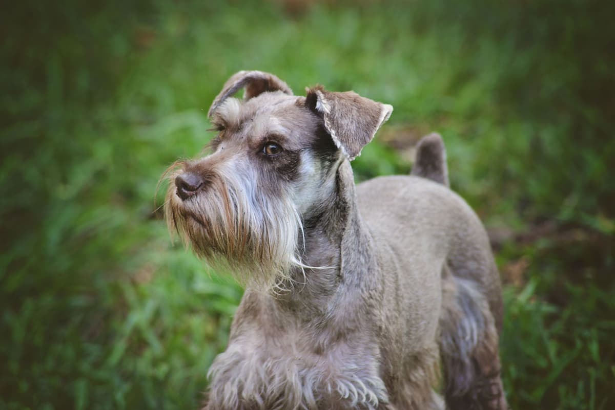 Miniature Schnauzer Puppies breeder image 18