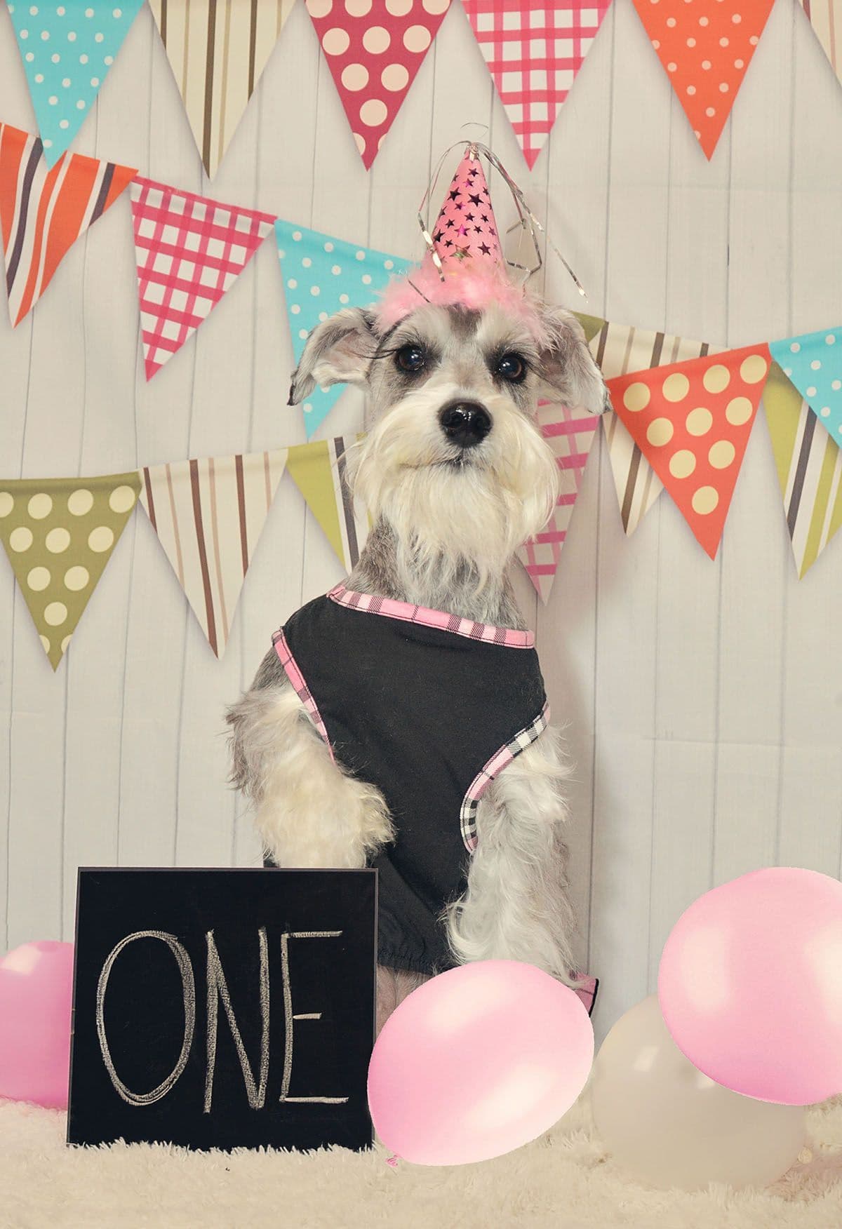 Miniature Schnauzer Puppies breeder image 19