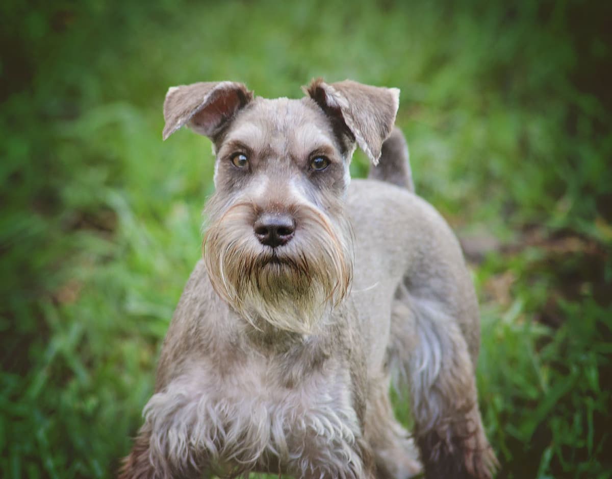 Miniature Schnauzer Puppies breeder image 20