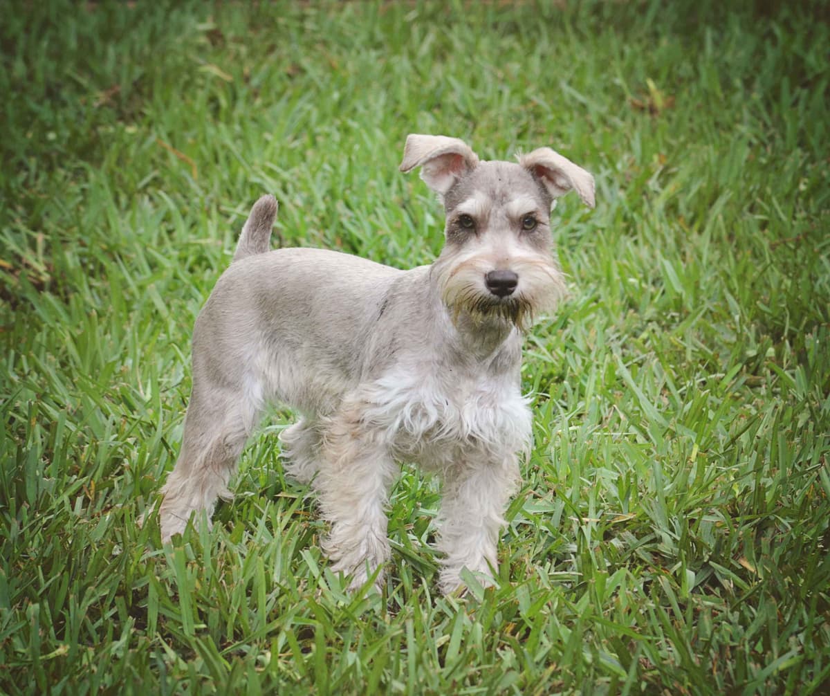 Miniature Schnauzer Puppies breeder image 22