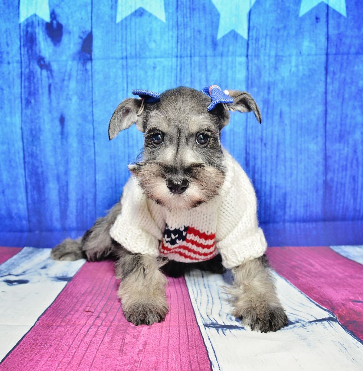 Miniature Schnauzer Puppies breeder image 21