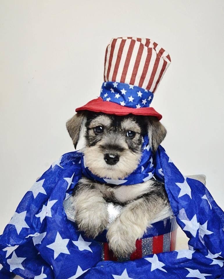 Miniature Schnauzer Puppies breeder image 25