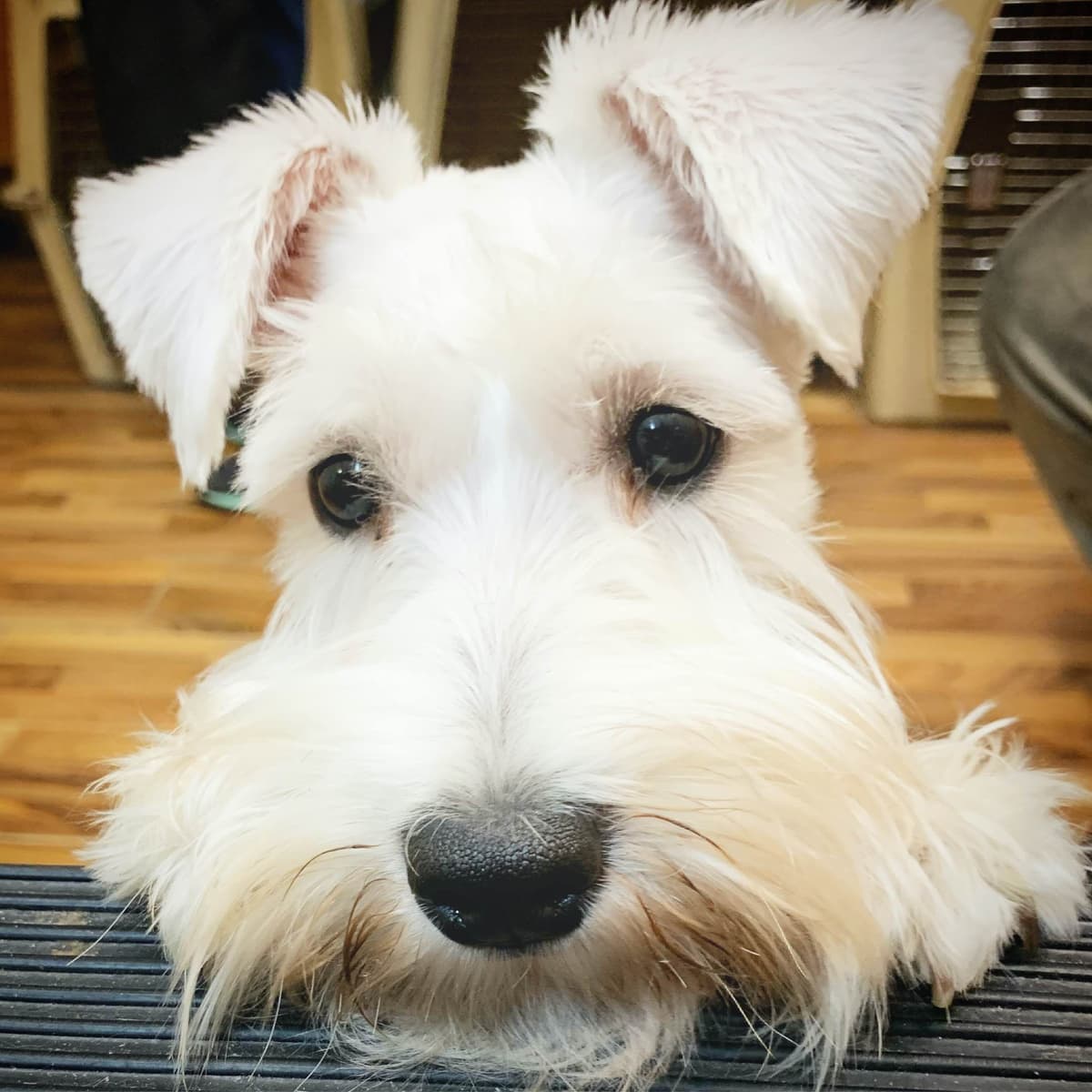 Miniature Schnauzer Puppies breeder image 24