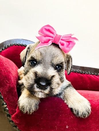 Miniature Schnauzer Puppies media 2