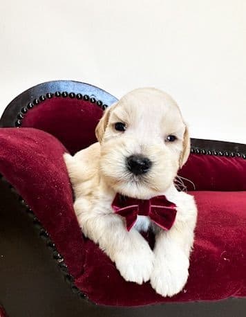 Miniature Schnauzer Puppies media 3