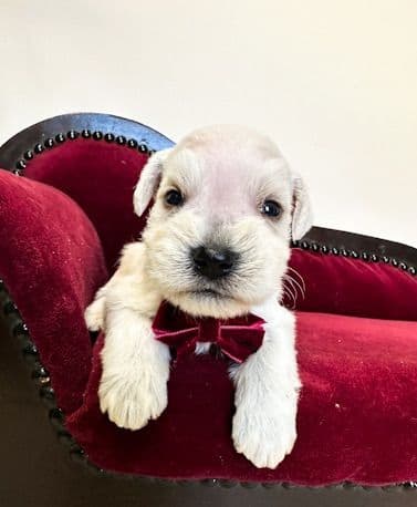 Miniature Schnauzer Puppies media 4