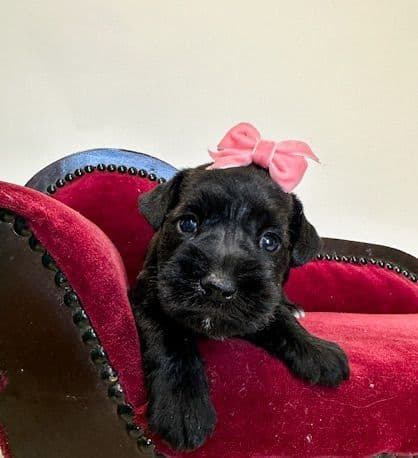 Miniature Schnauzer Puppies media 4