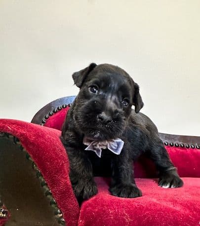 Miniature Schnauzer Puppies media 2