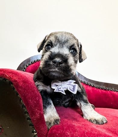 Miniature Schnauzer Puppies media 3