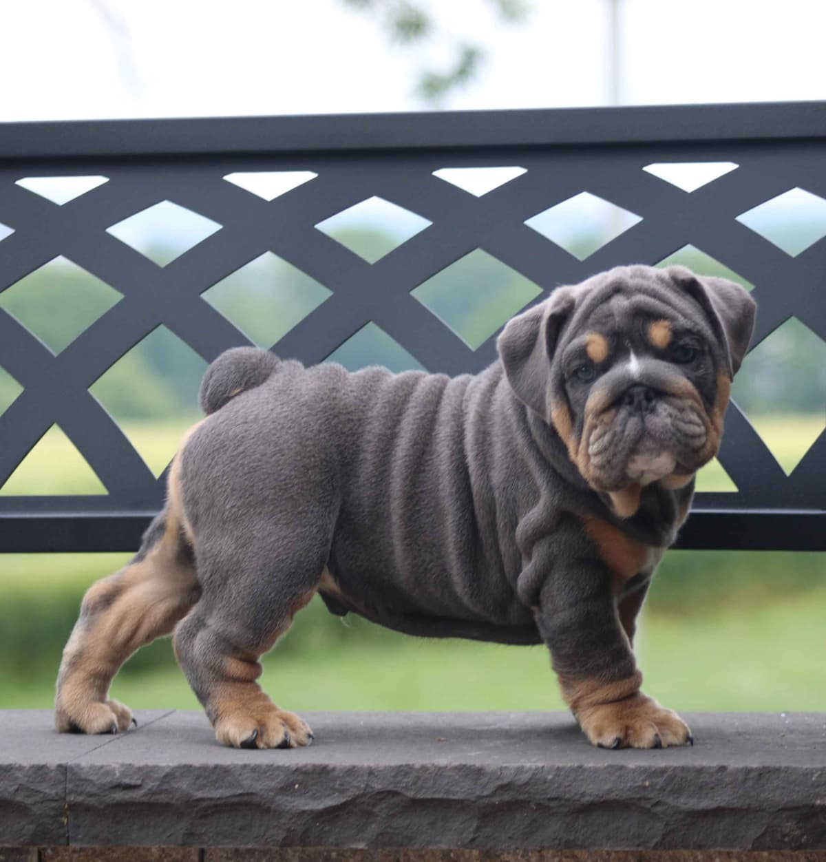 Bulldog Puppies breeder image 6