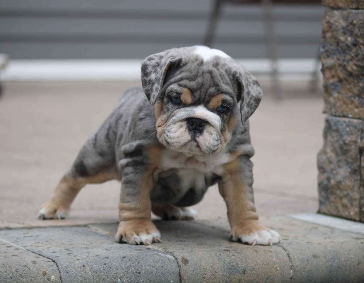 Bulldog Puppies breeder image 7