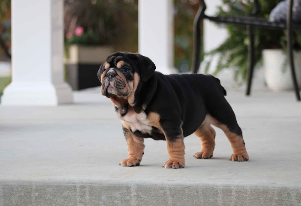 Bulldog Puppies breeder image 2