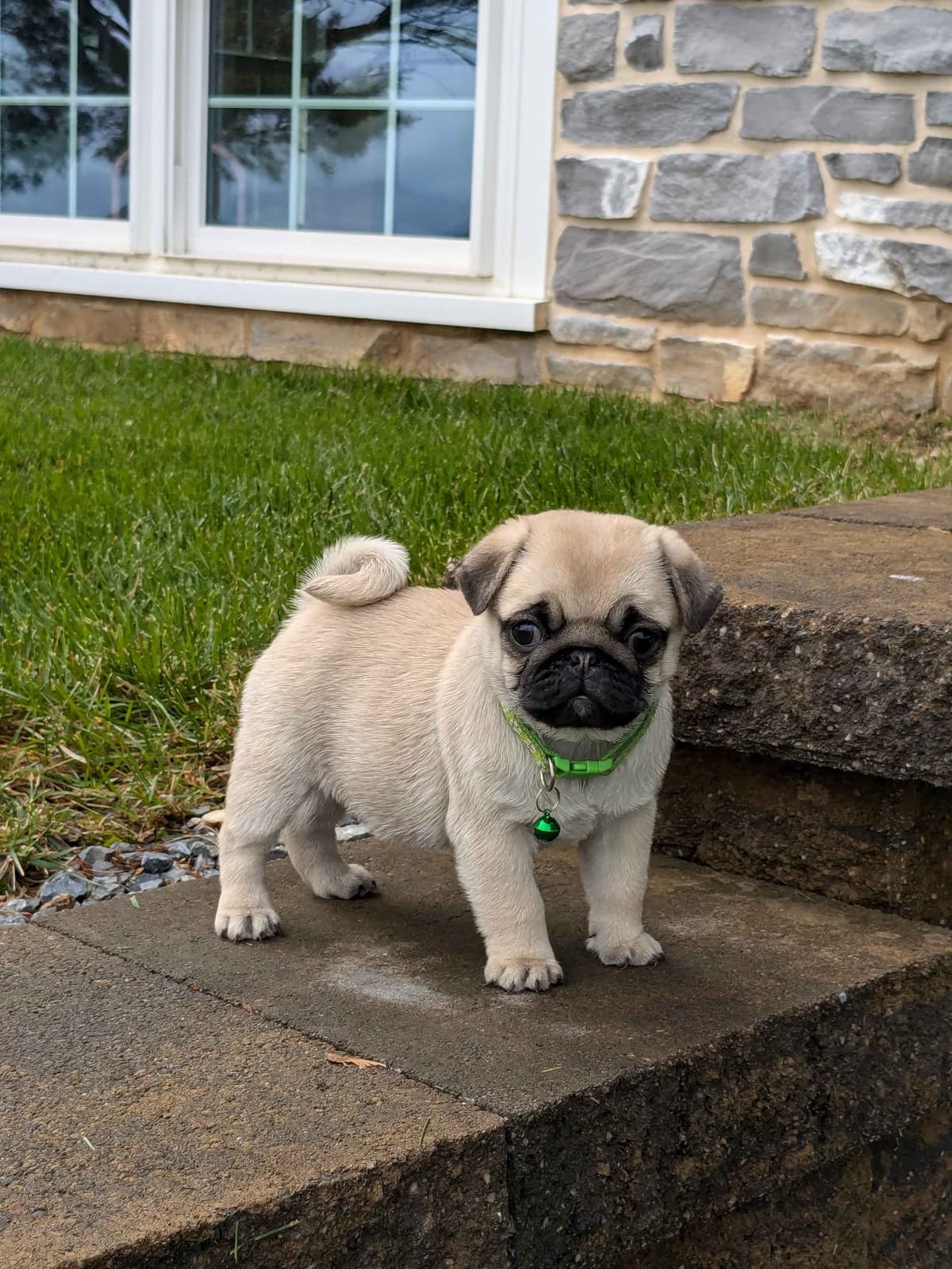 Bulldog Puppies breeder image 8