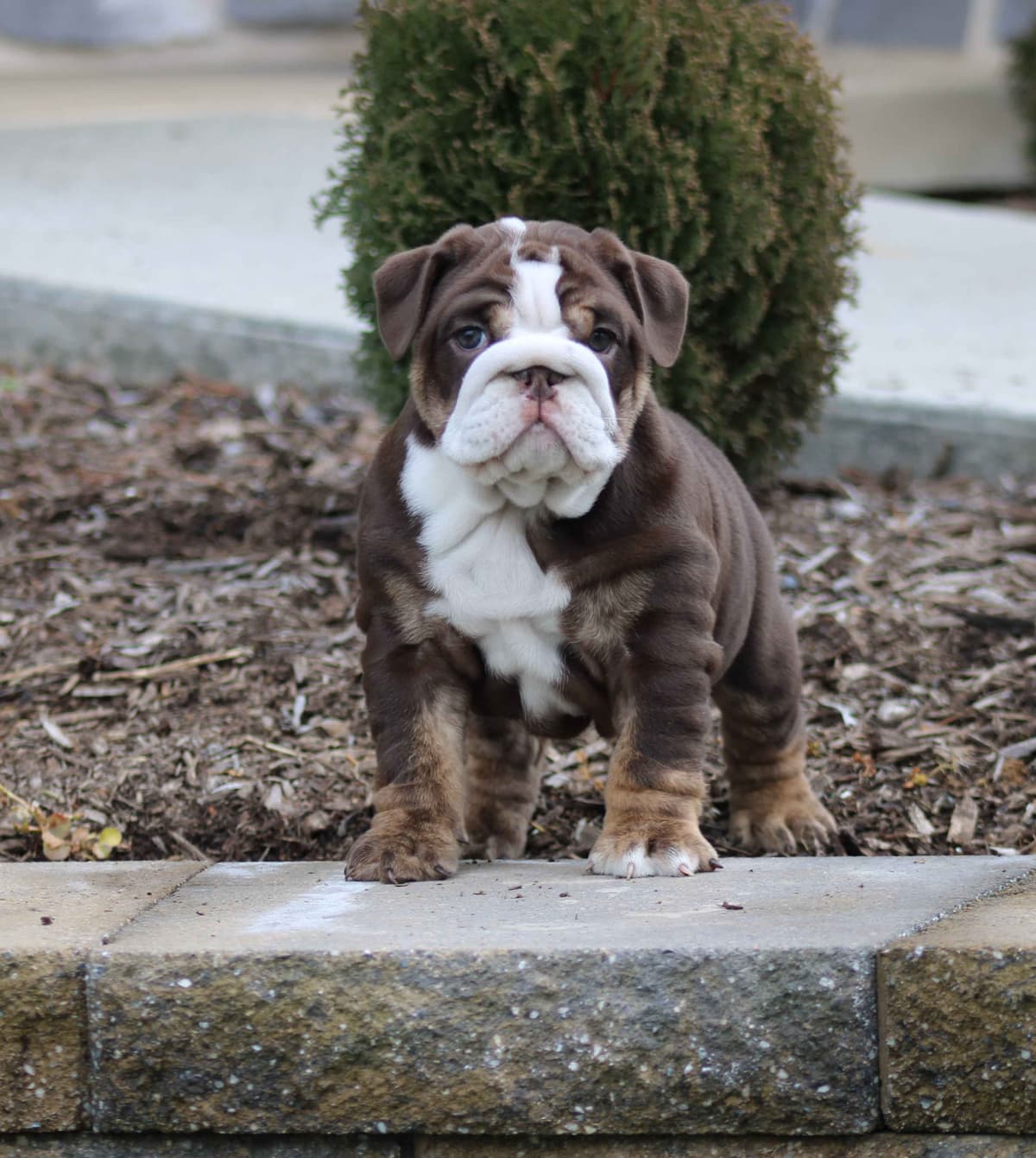 Bulldog Puppies breeder image 9