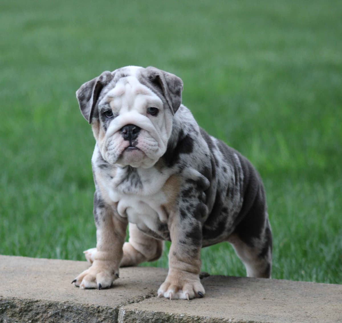 Bulldog Puppies breeder image 10