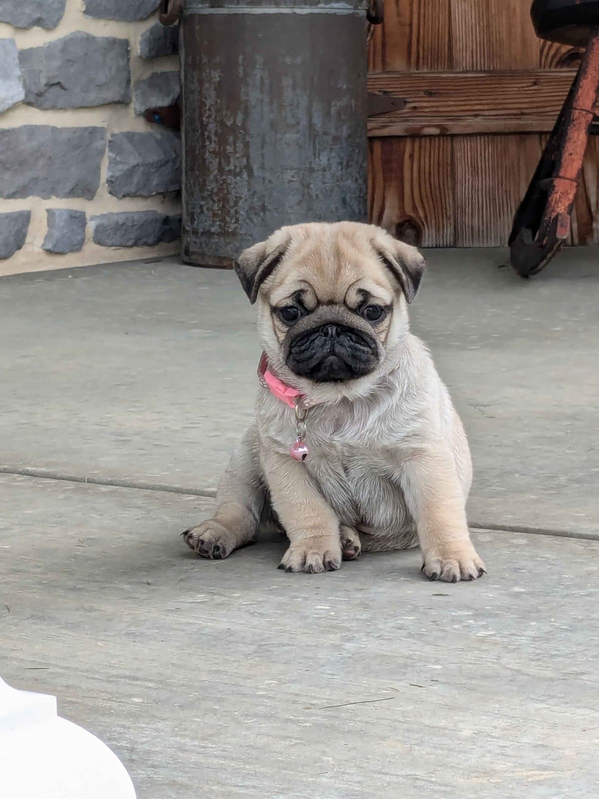 Bulldog Puppies breeder image 5