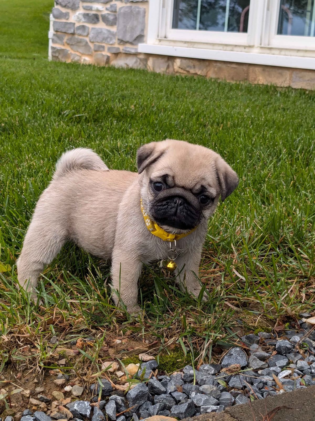 Bulldog Puppies breeder image 11