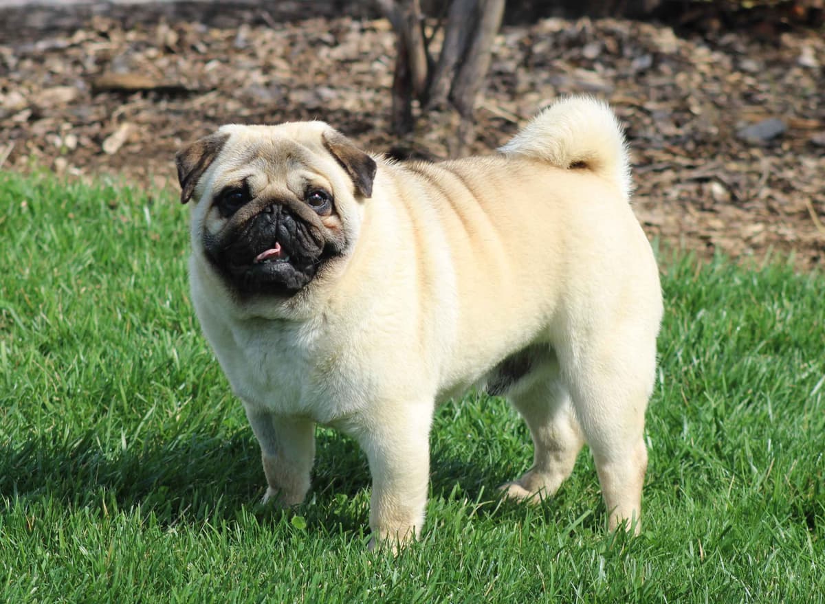 Bulldog Puppies breeder image 1