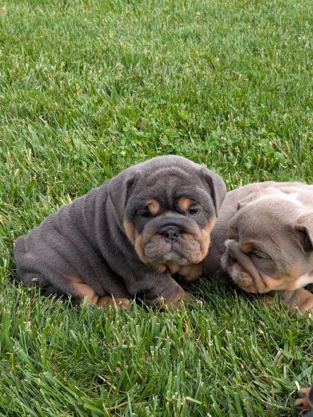 Bulldog Puppies media 13
