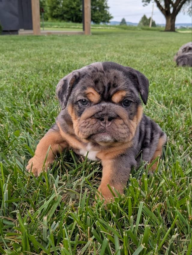 Bulldog Puppies media 15