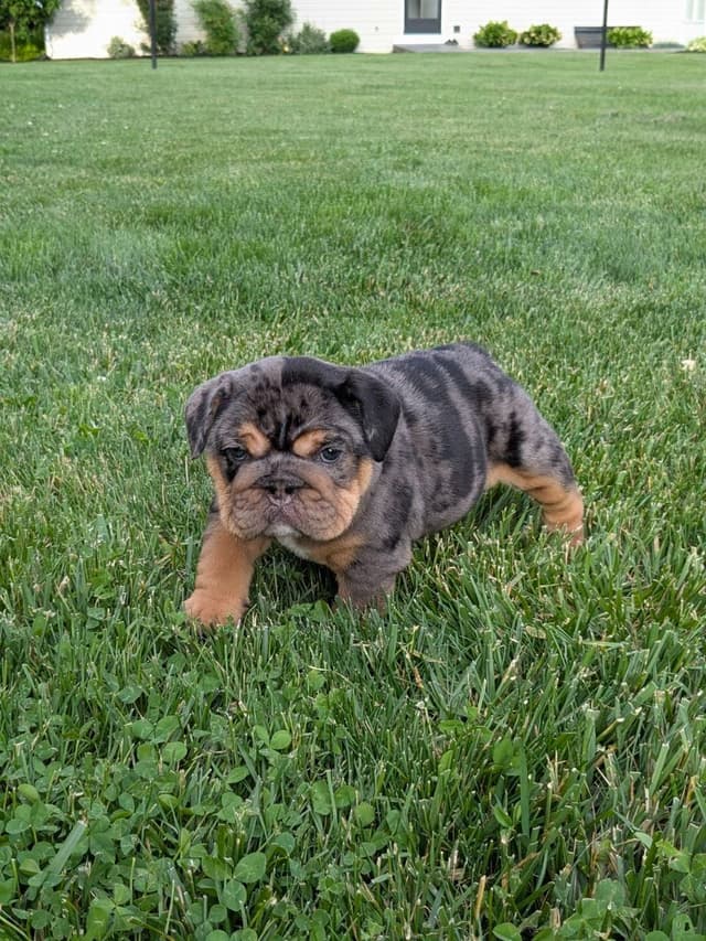 Bulldog Puppies media 14