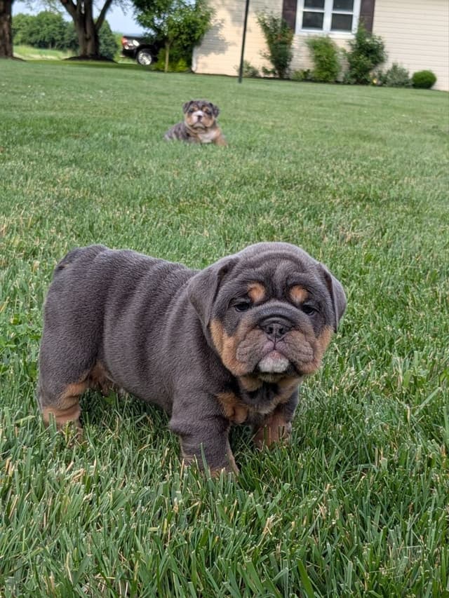 Bulldog Puppies media 12