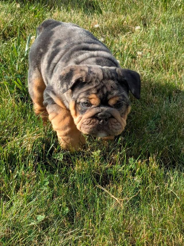 Bulldog Puppies media 8
