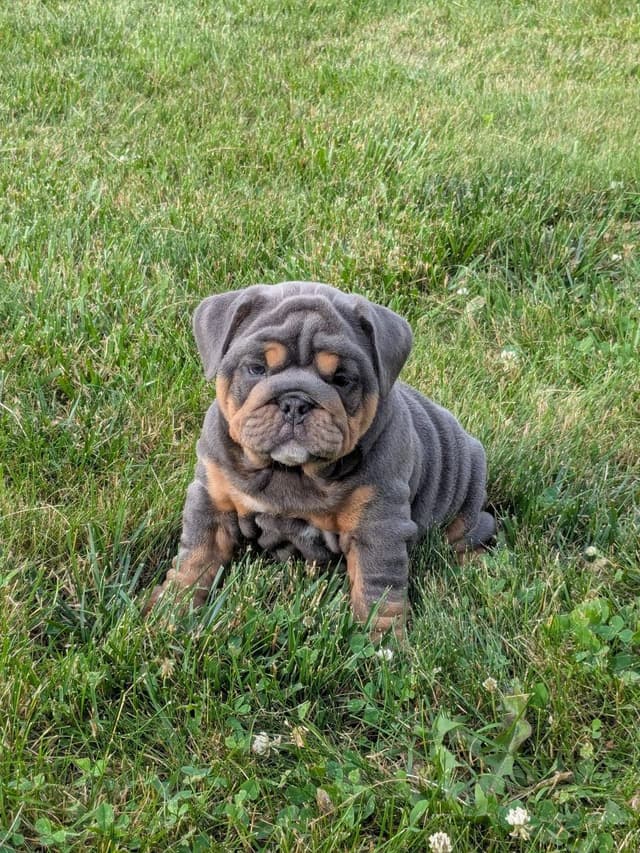 Bulldog Puppies media 6