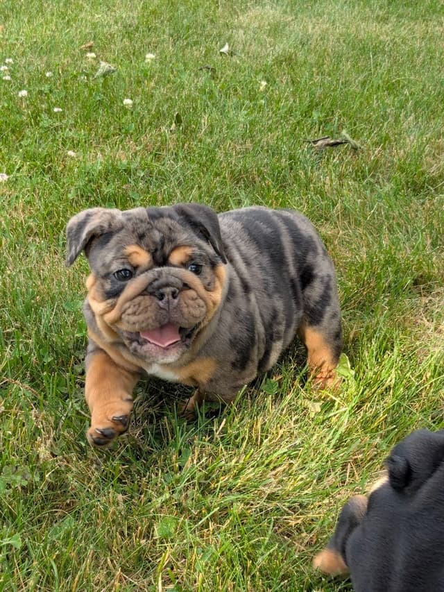 Bulldog Puppies media 9