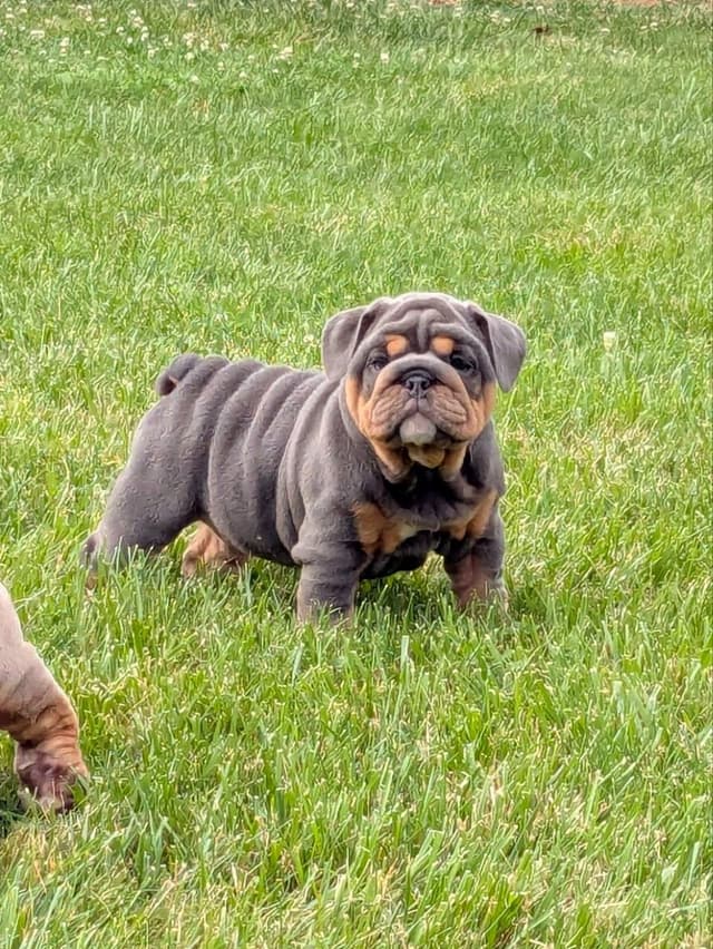 Bulldog Puppies media 5