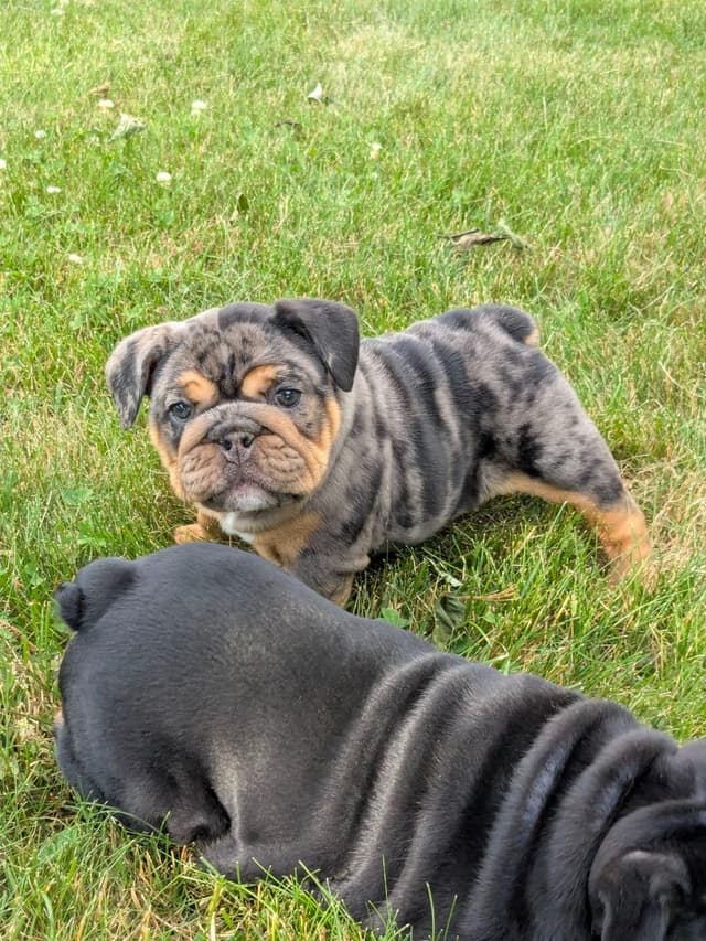 Bulldog Puppies media 11