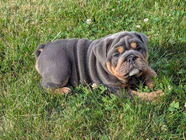 Bulldog Puppies media 7