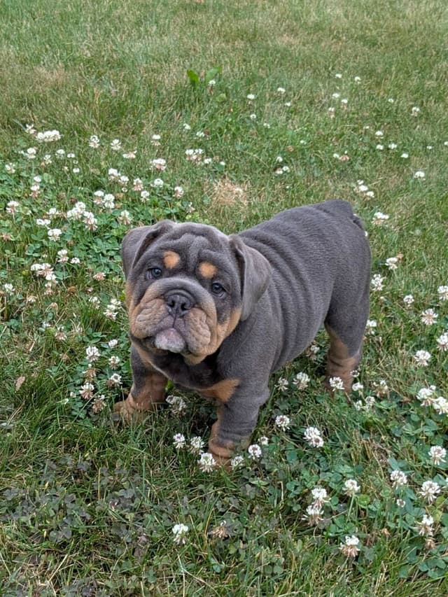 Bulldog Puppies media 4