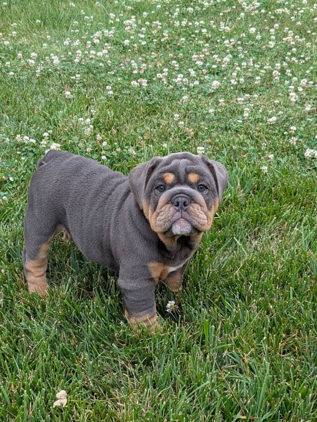 Bulldog Puppies media 2