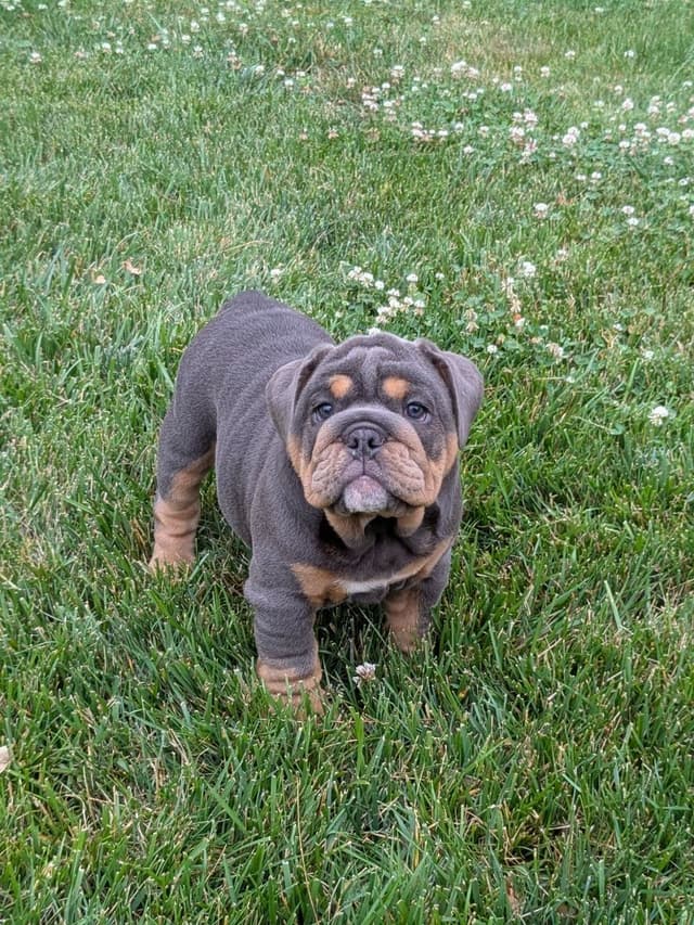Bulldog Puppies media 3