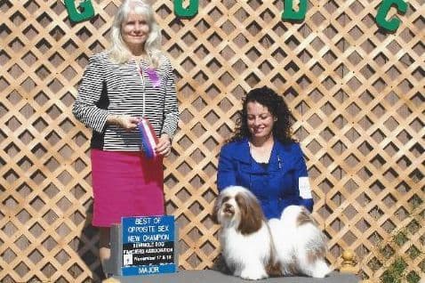 AKC Champion Parents, Fully Health Tested breeder image 3