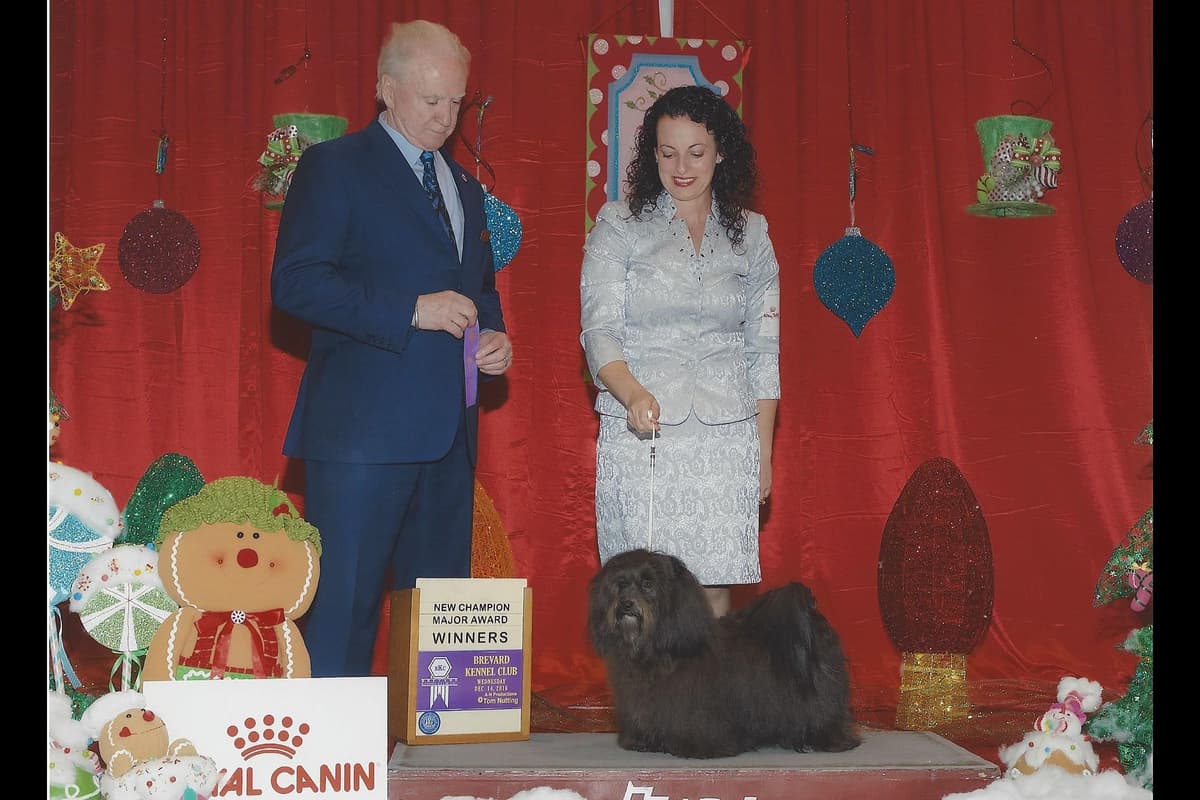 AKC Champion Parents, Fully Health Tested breeder image 1