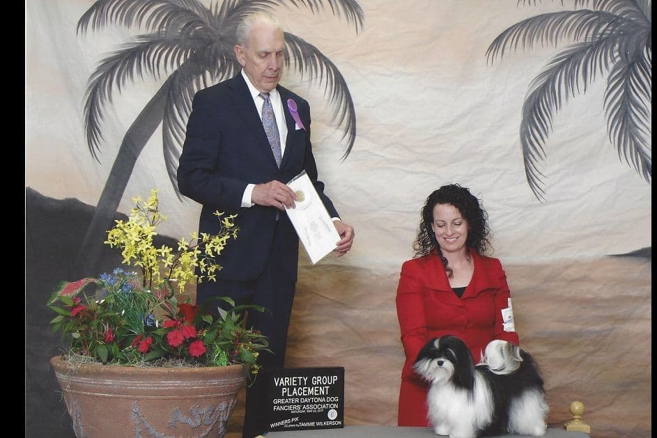 AKC Champion Parents, Fully Health Tested breeder image 4