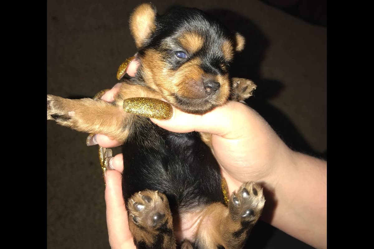 Yorkshire Terrier Puppies breeder image 1